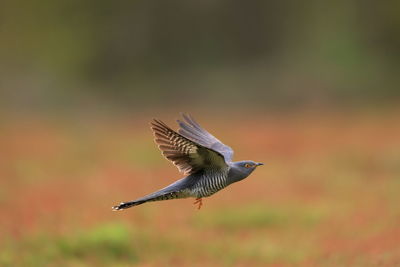 Common cuckoo in flight