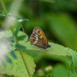 Close-up of butterfly on leaf