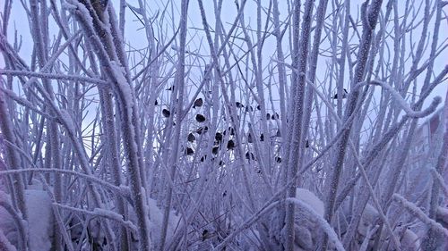 Close-up of bare trees during winter