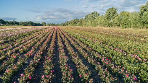 Aerial view of colorful rose fields