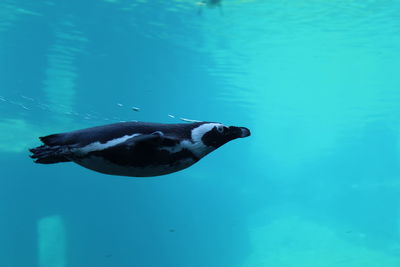 Duck swimming in sea