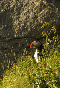 View of bird in the sunlight