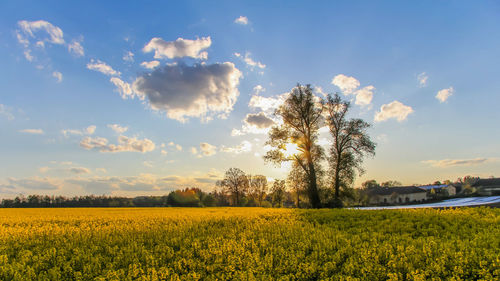 Scenic view of field against sky