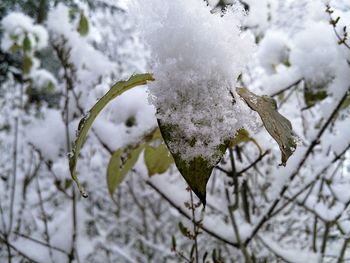 Close-up of icicles on tree branch
