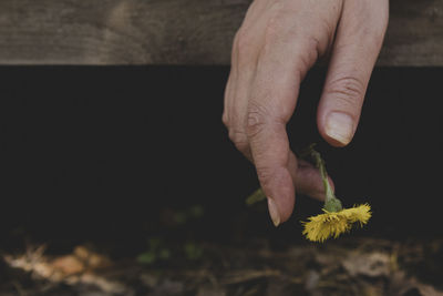 Close-up of hand holding yellow flower