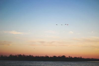 Low angle view of bird flying over sea against sky