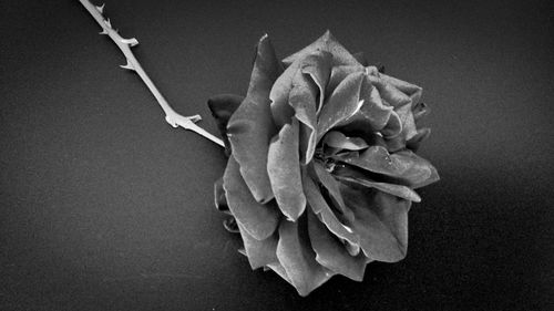 Close-up of rose over black background