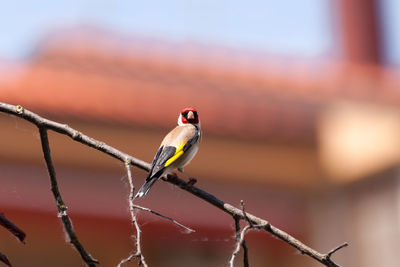 Close-up of bird perching on branch