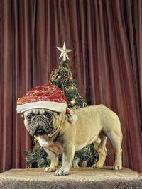 Portrait of dog in santa hat standing on table by christmas tree at home