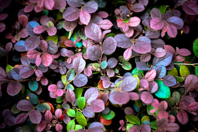 Full frame shot of purple flowering plants