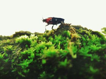 Close-up of insect flying against plants