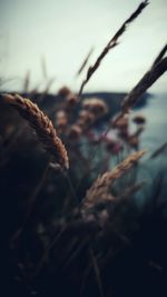 Close-up of plant against blurred background