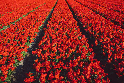 Red flowering plants on field