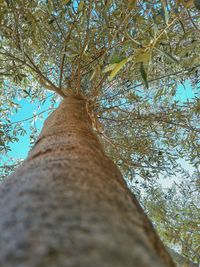 Low angle view of tree against sky