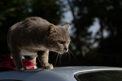 Cat sitting on a car