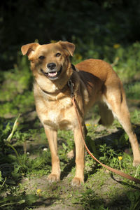 Portrait of dog standing on field