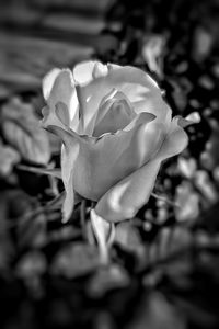 Close-up of rose flower
