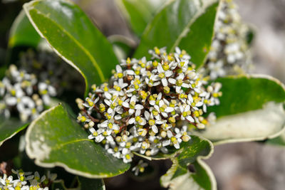 Close-up of fresh green plant