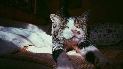 Close-up of cat relaxing on bed at home