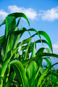 Close-up of fresh green plant against sky