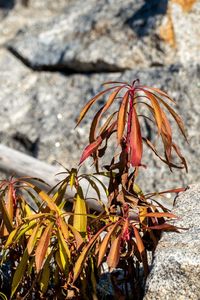 Close-up of wilted flower on field