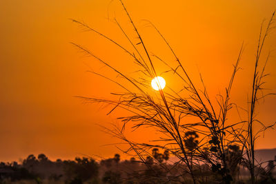 Low angle view of silhouette trees against orange sky