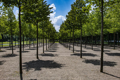 Footpath amidst trees in park