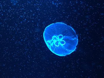 Blue jellyfish swimming in sea