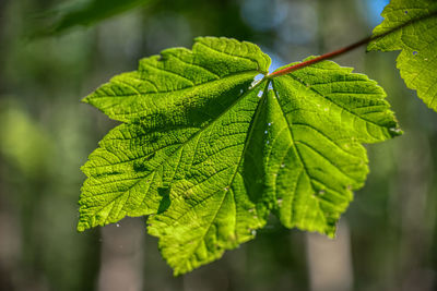 Close-up of green leaves