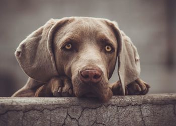 Close-up portrait of dog on wall