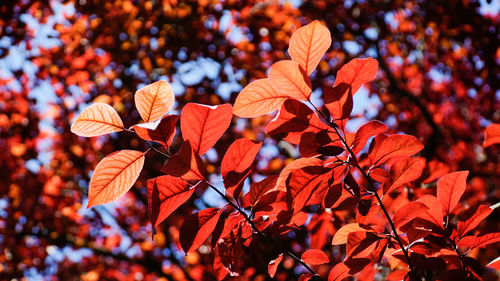 Close-up of yellow flowering plant