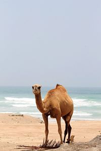 Horse standing on beach against clear sky
