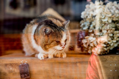 Close-up of cat looking away