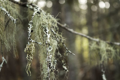 Close-up of frozen plant on land