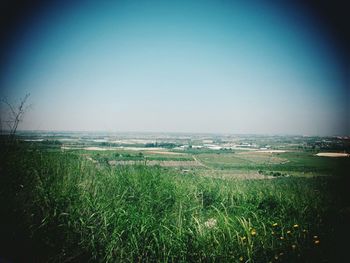 Scenic view of grassy field against blue sky