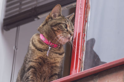 Close-up of cat yawning