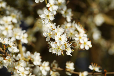 Close-up of white flowering plants