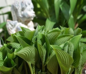 Close-up of green leaves