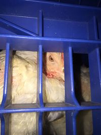 Close-up of bird in cage