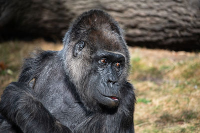 Close-up portrait of a monkey