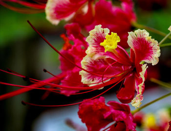 Close-up of red flowers