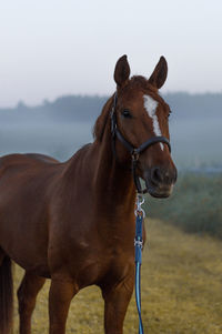 Horse in the field