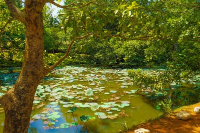 Scenic view of lake amidst trees in forest