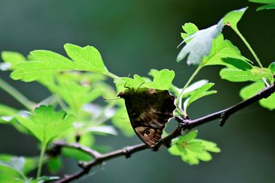 Close-up of butterfly on leaves