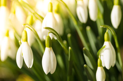 Close-up of snowdrops blooming outdoors