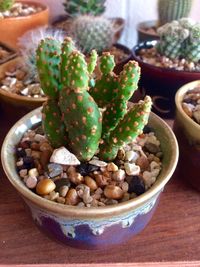 Close-up of potted cactus on table