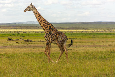 Side view of giraffe on field