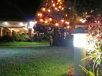 Illuminated trees at night