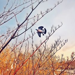 Low angle view of bird perching on bare tree against sky