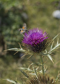 Close-up of honey bee on thistle flower